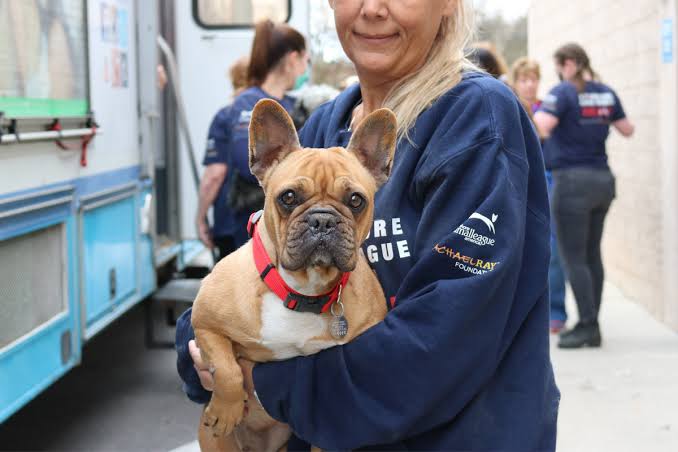 How to Socialize a Rescue Dog with Other Pets