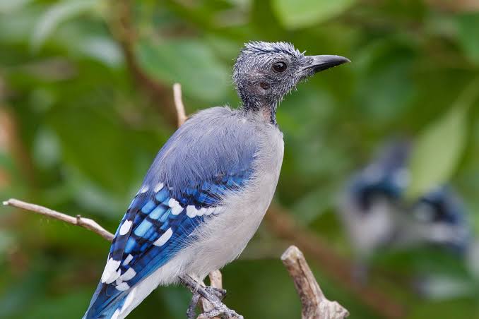 Understanding Bird Molting: Care Tips for Each Stage