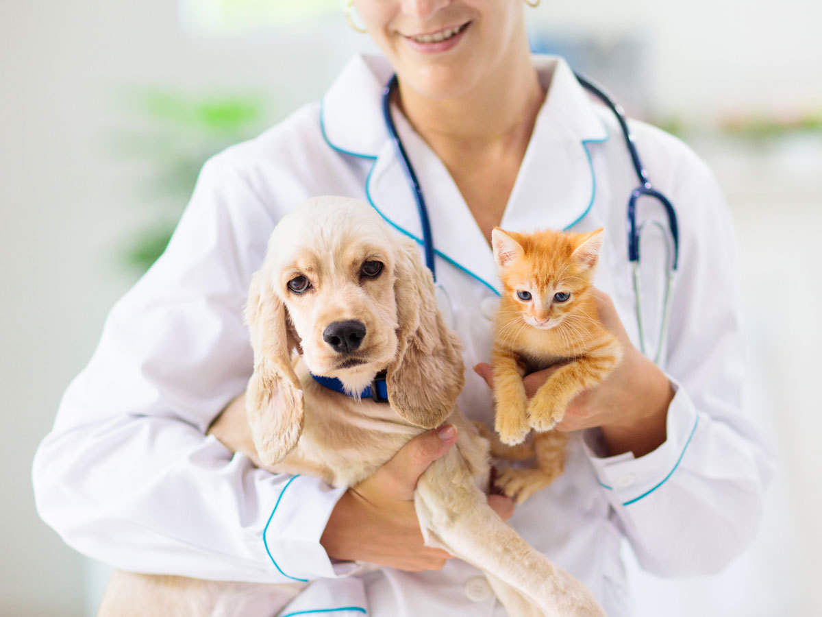 Pet Insurance: Is It Worth It?