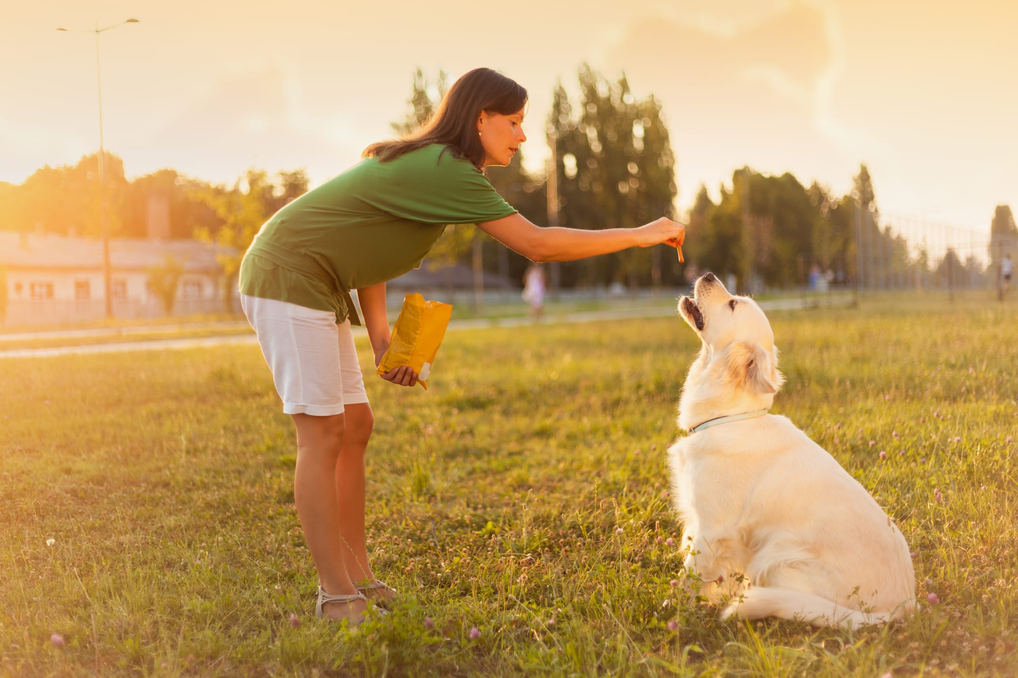 How to Create a Pet-Friendly Home Environment