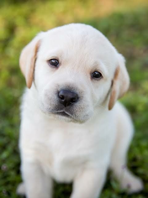 Common Myths About Pet Care Debunked