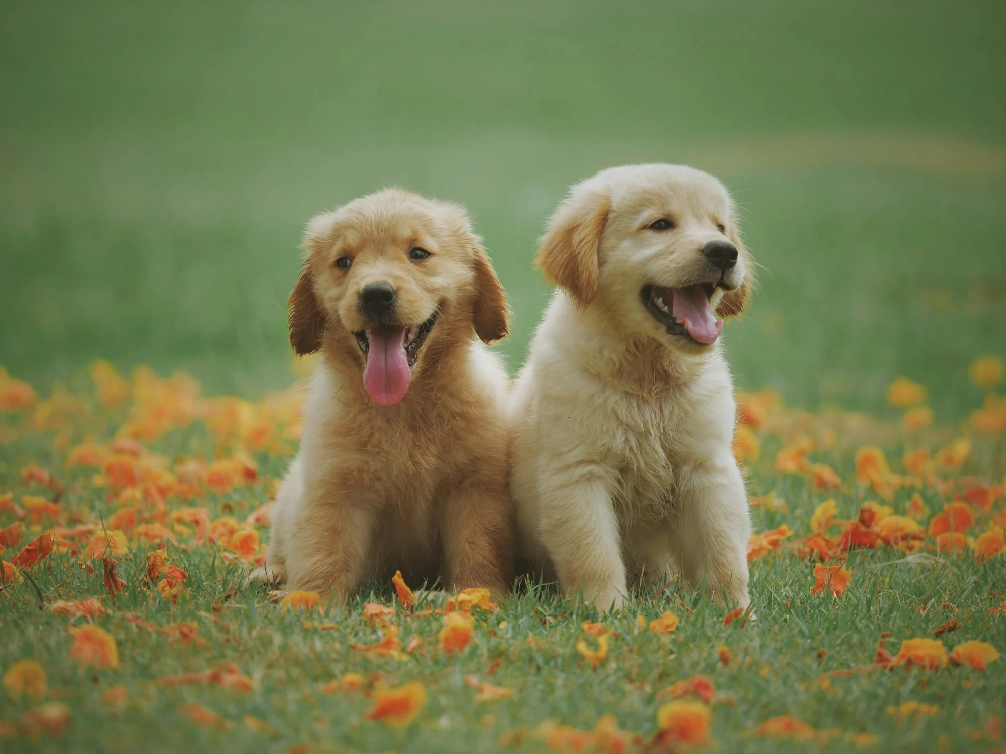 Tips for Training a New Puppy