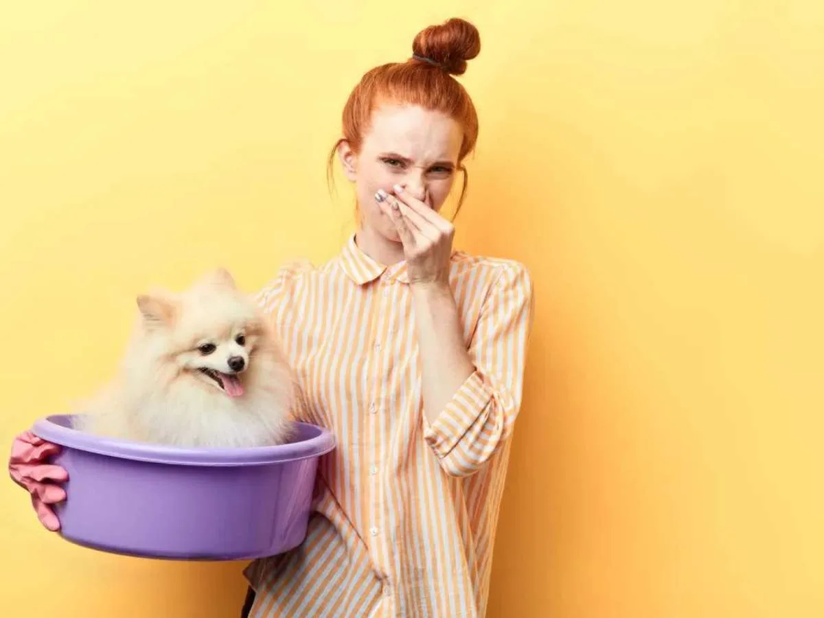 How to Get Dog Odors Out of Your House