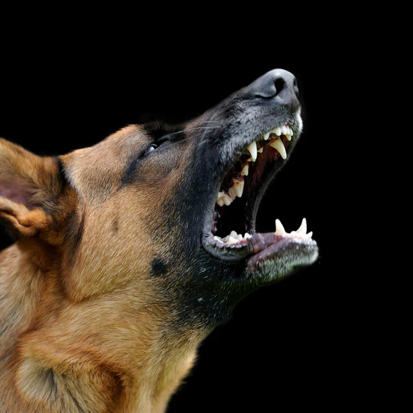 How to Stop Your Dog from Barking Excessively