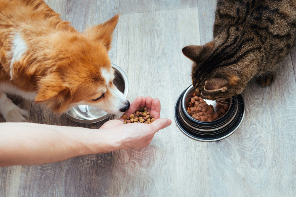 Decoding Pet Food Labels: What Do ‘Human-Grade’ and ‘Limited Ingredients’ Really Mean?