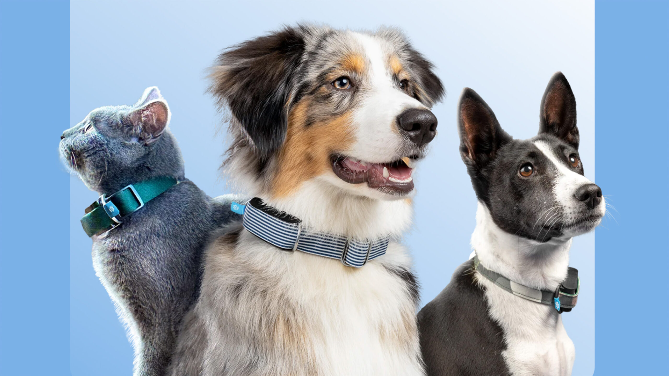 Are AI-Powered Smart Collars Good for Dogs?