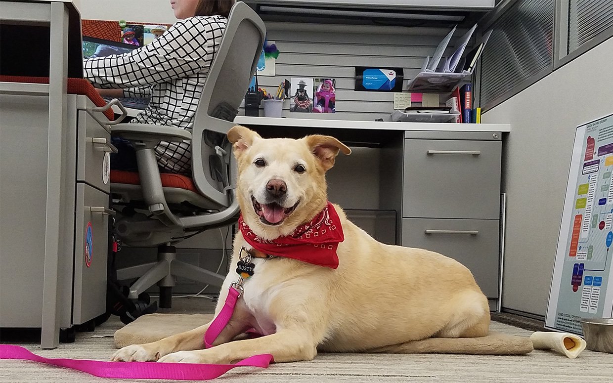 Bringing Your Pet to Work? What You Should Know