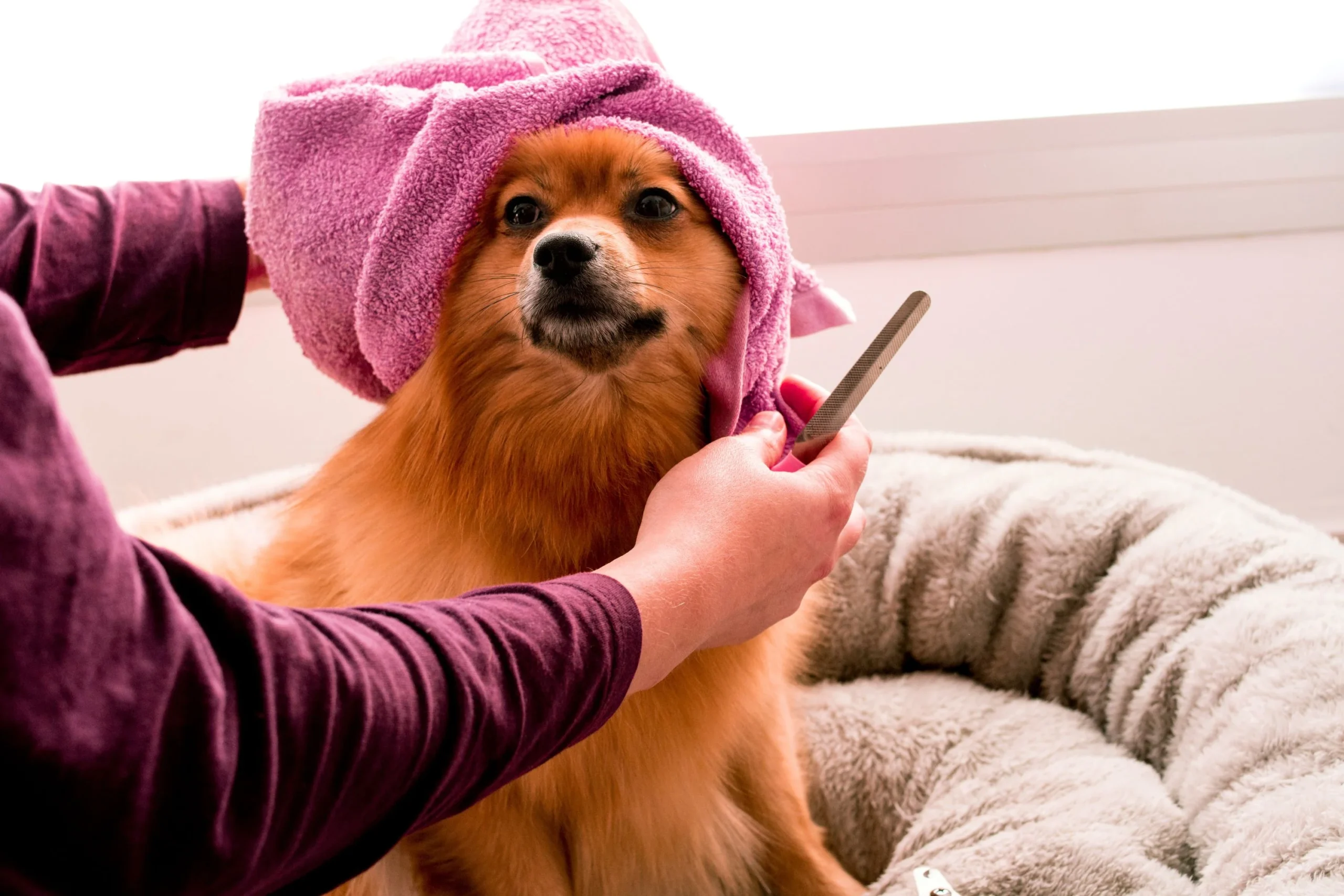 Seasonal Grooming Tips: How to Keep Your Pet’s Coat Healthy Year-Round