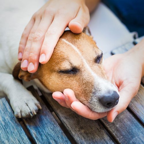 Illness in Dogs