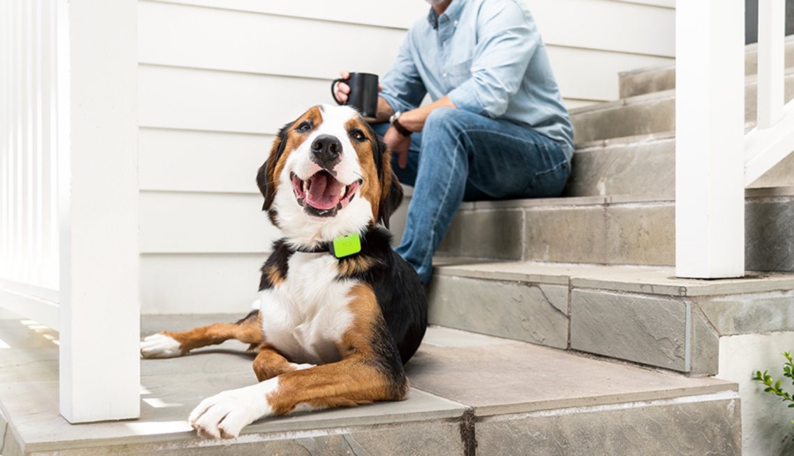Wearable Tech for Pets: How Smart Collars & Trackers Are Changing Pet Health Monitoring