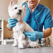 Preventive Pet Healthcare: The Vaccination Schedules & Routine Check-Ups You Might Be Skipping Are Costly!