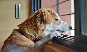 Addressing Separation Anxiety in Pets: Training Tips, Products, and When to Call a Vet