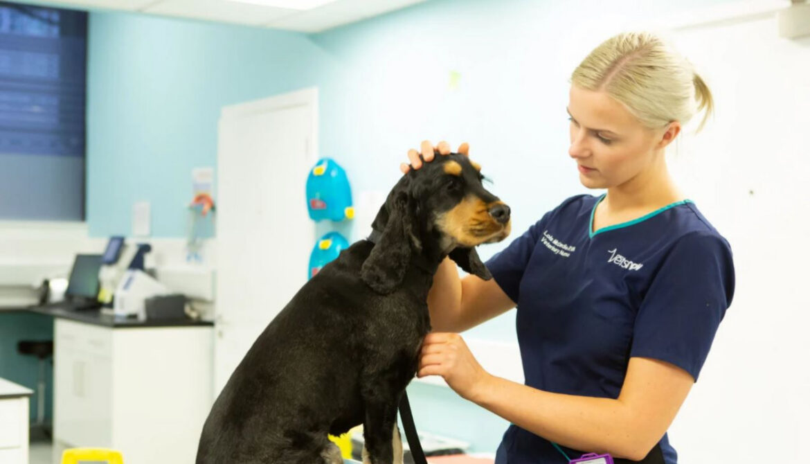Home Remedies and When They’re Risky: What’s Safe and What’s Not (Vet-Backed Advice)