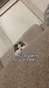 This Is Why Your Dog or Cat Wakes You at 3 AM