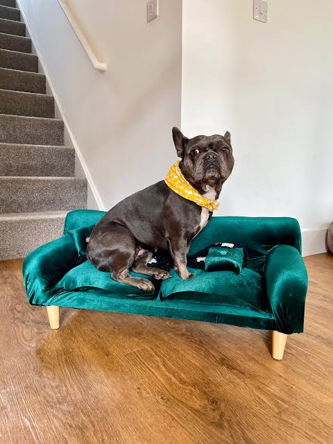 Why DIY Pet Furniture Makes Sense