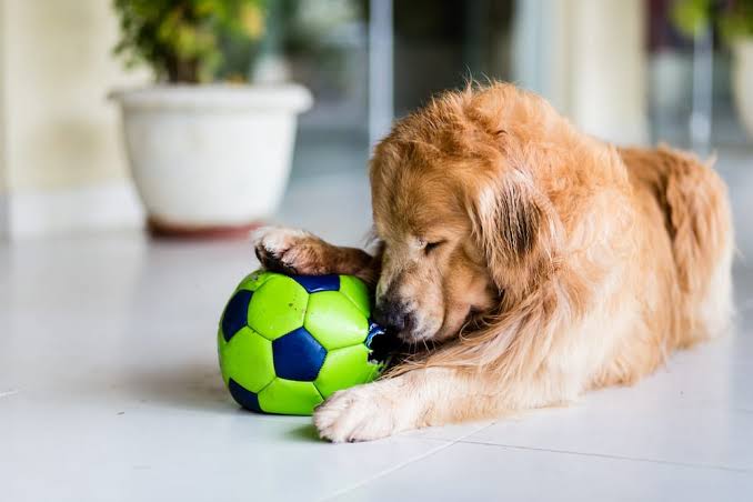 LOW IMPACT EXERCISES TO KEEP AGING PETS ACTIVE