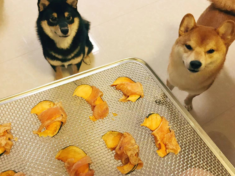 Homemade vs. Commercial Treats: What’s Safe, What’s Not