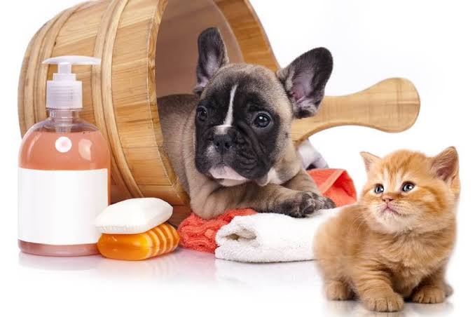 Pet Products That Actually Make a Difference in 2026