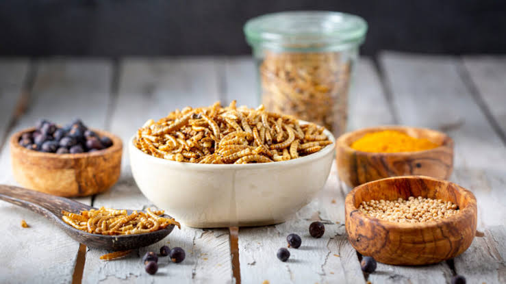 Insect-Protein Pet Food: Is It Nutritionally Worth It?