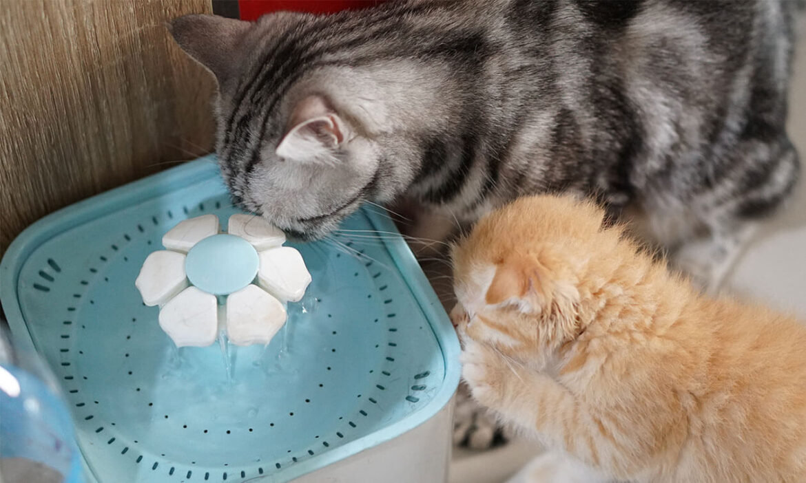 Why Cat Water Fountains Are Exploding in Popularity — Benefits & Picks
