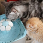 Cat Water Fountains