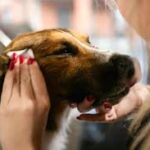 How to Create a Home Wellness Routine That Keeps Your Pet Calm and Active