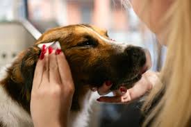 How to Create a Home Wellness Routine That Keeps Your Pet Calm and Active