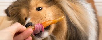 Why Pets Should Get Treats & How It Shapes Behavior