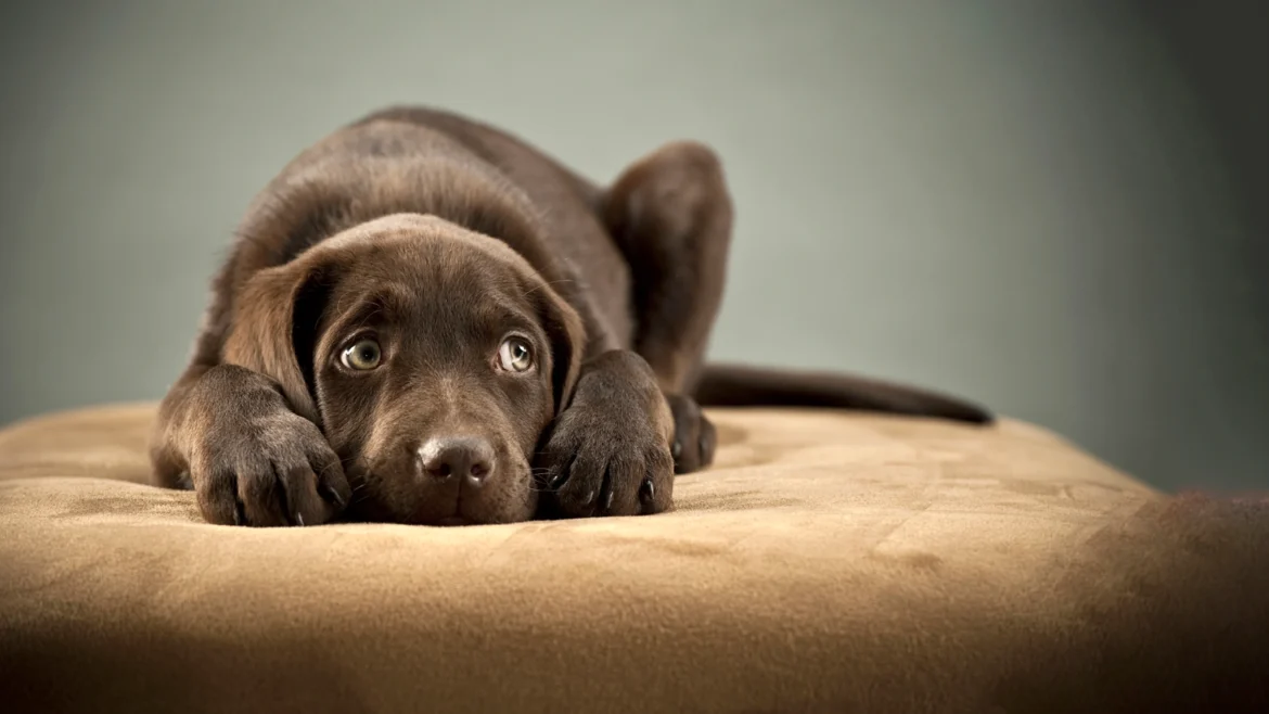 Why Some Dogs Refuse to Eat (And When to Worry)
