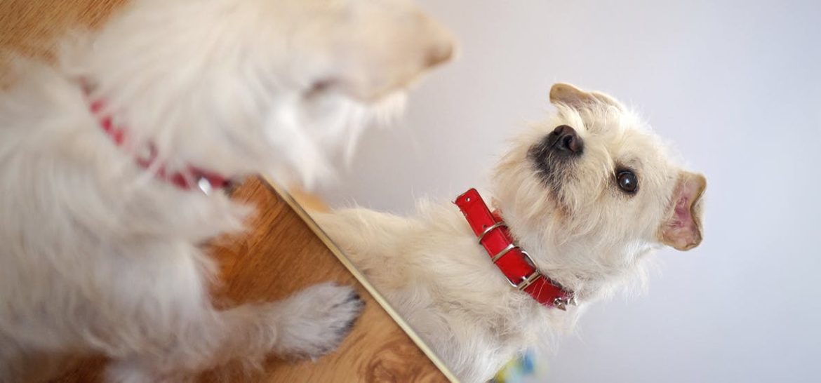 Can Pets Recognize Themselves in Mirrors? The Science Explained