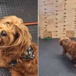 Can Pets Sense Human Stress and Anxiety?
