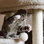 How to Create a Low-Stress Environment for Indoor Cats
