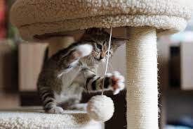 How to Create a Low-Stress Environment for Indoor Cats