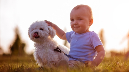 How to Help Your Pet Adjust to a New Baby