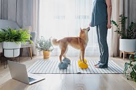 The Best Daily Routine for a Healthy Dog at Any Age