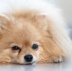 The Hidden Signs of Chronic Pain in Dogs and Cats