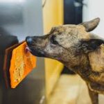 Why Enrichment Matters More Than Exercise for Some Pets