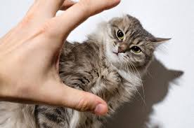 Why Some Cats Hate Being Picked Up