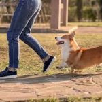 Why Your Pet Follows You Everywhere