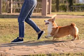 Why Your Pet Follows You Everywhere